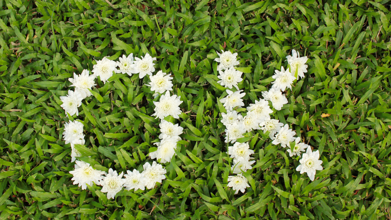 okの形をした花